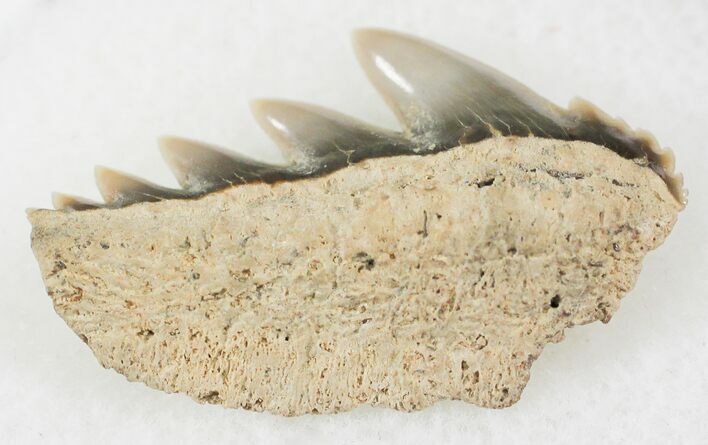 Fossil Cow Shark (Notorynchus) Tooth - Maryland #24266